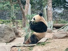 -都江堰中华大熊猫苑