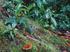 -云南屏边大围山国家公园