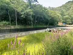 -白水寺森林公园