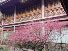 -十八棵（老龙井）御茶园(老龙井店)