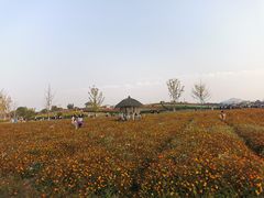 -径山花海