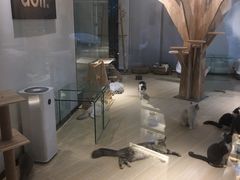 -momokira米努特·德文卷毛猫·棉花面纱犬