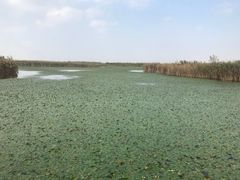 -宁波杭州湾国家湿地公园
