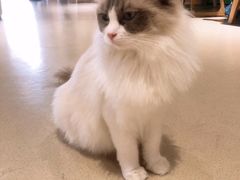 -藏猫猫咖啡主题馆(中央大道店)