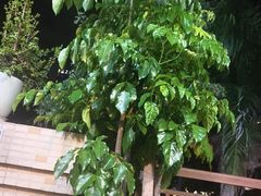 -茶油香闽南菜·花园餐厅(前埔店)