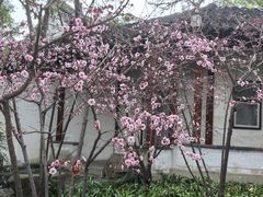 -秋霞圃