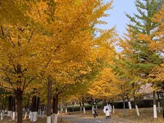 -长白岛森林公园