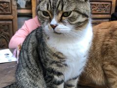 -喵屿·大理花园猫咖