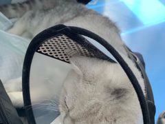 -佳怡动物医院·平价24小时·猫专科骨外科