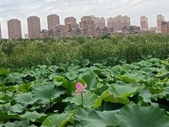 -前关湿地公园