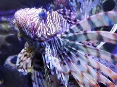 -太平洋海底世界