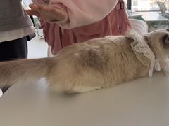 -怪兽屋·羊驼·猫咖·狗咖(俊华广场店)