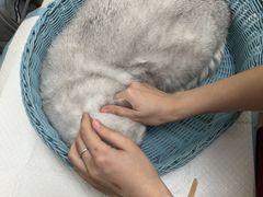 -纳吉亚猫专科动物医院博雅分院