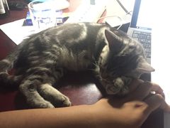 -纳吉亚猫专科动物诊疗中心(蒋宅口分院)