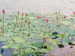 -天鹅湖体育公园