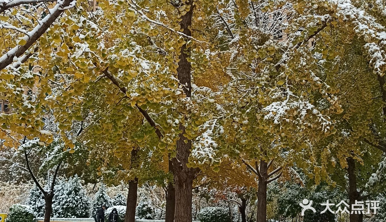 东环公园雪景和黄叶