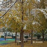 东环公园雪景和黄叶