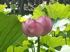 -陈家山荷花公园