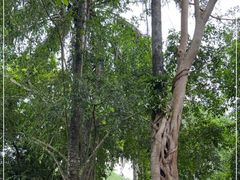 -中国科学院西双版纳热带植物园
