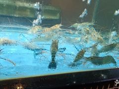 -观澜湖酒店·邀月庭中餐厅