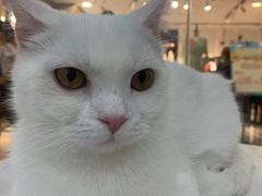 -糯米喵星人·撸猫猫舍咖啡馆(西市场嘉华店)