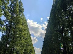 -黄海国家森林公园