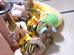 -逗柴咖啡屋·狗咖猫咖宠物桌游