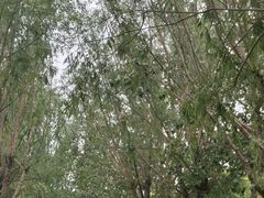 -杨柳青庄园