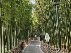 -陈家山荷花公园