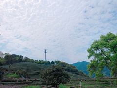 -龙坞茶村
