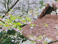 -中国茶叶博物馆(双峰馆区)