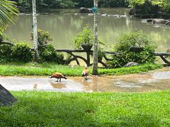 -呀诺达热带雨林