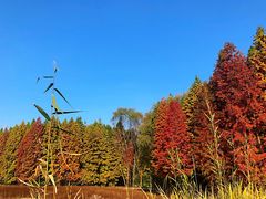 -溱湖国家湿地公园