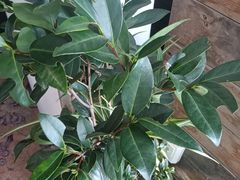 -慢丽江·云南野生菌土鸡锅(西山店)