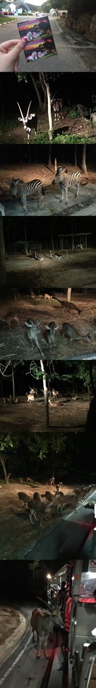 -清迈夜间动物园