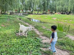 -同銮特种养殖场·龙虾垂钓