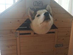 -Husky Go! 哈士奇体验馆·宠物咖啡厅狗咖