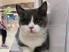 -COLOR PETS 撸猫馆·购猫·猫咖(长风大悦城店)