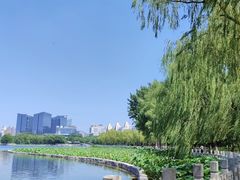 -莲花池公园