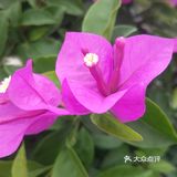 花开三季爱死你！