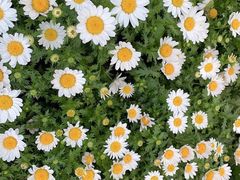 -三圣花乡旅游区