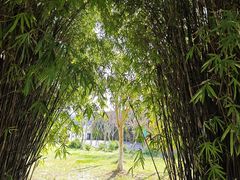 -荷塘月色湿地公园·向阳花洲