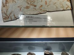 -中国第四纪冰川遗迹陈列馆