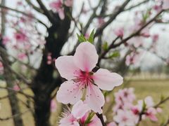 -盘龙城国家考古遗址公园