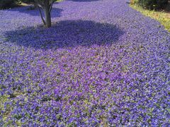 -石家庄市植物园