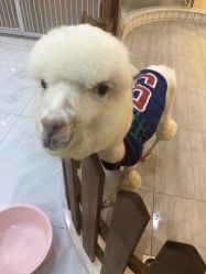 -Moni星球萌宠·小马宝莉·灵蛇·高端高阶全萌宠互动体验俱乐部(红豆国际广场店)