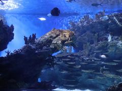-海合安武汉极地海洋公园