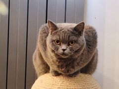 -猫大福·Fortune Cat猫舍(百子湾店)