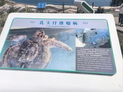 -广东惠东海龟国家级自然保护区