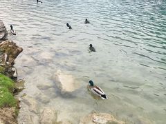 -柯尼希湖